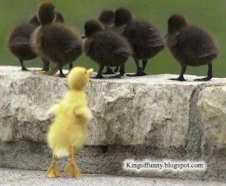 duck-segregation.jpg